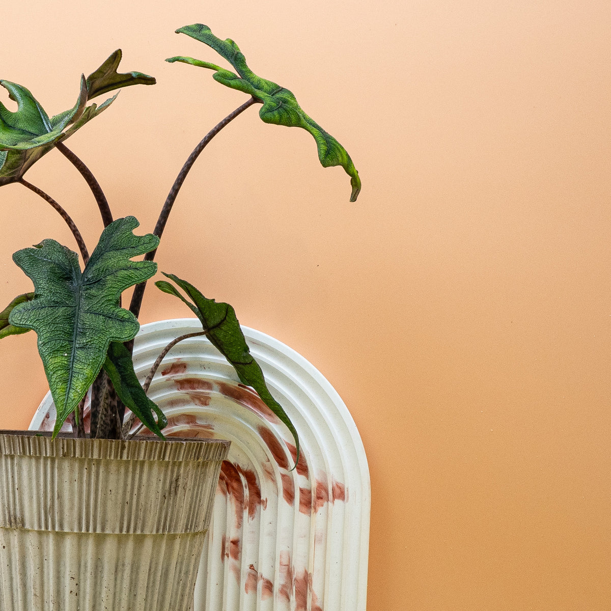 Alocasia Jacklyn, exotische Blattsilhouette der Alocasia tandurusa – potflourri