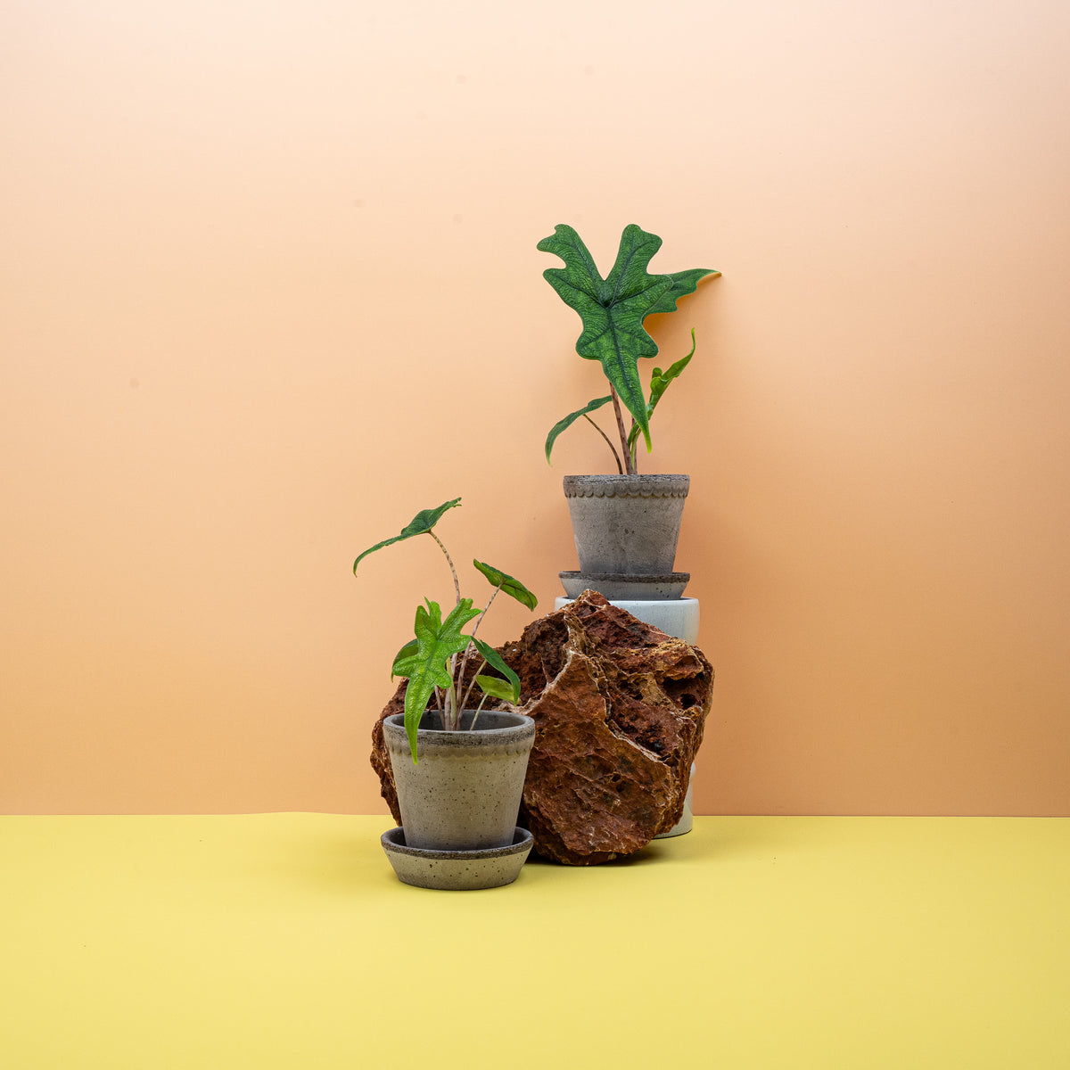Alocasia Jacklyn – Zimmerpflanze mit korallenartiger Blattform – potflourri
