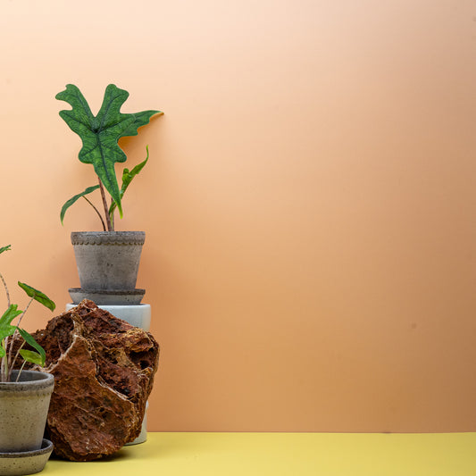 Alocasia Jacklyn – Zimmerpflanze mit korallenartiger Blattform – potflourri