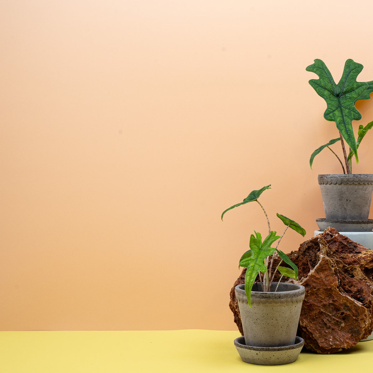 Alocasia Jacklyn – markante dunkle Blattadern