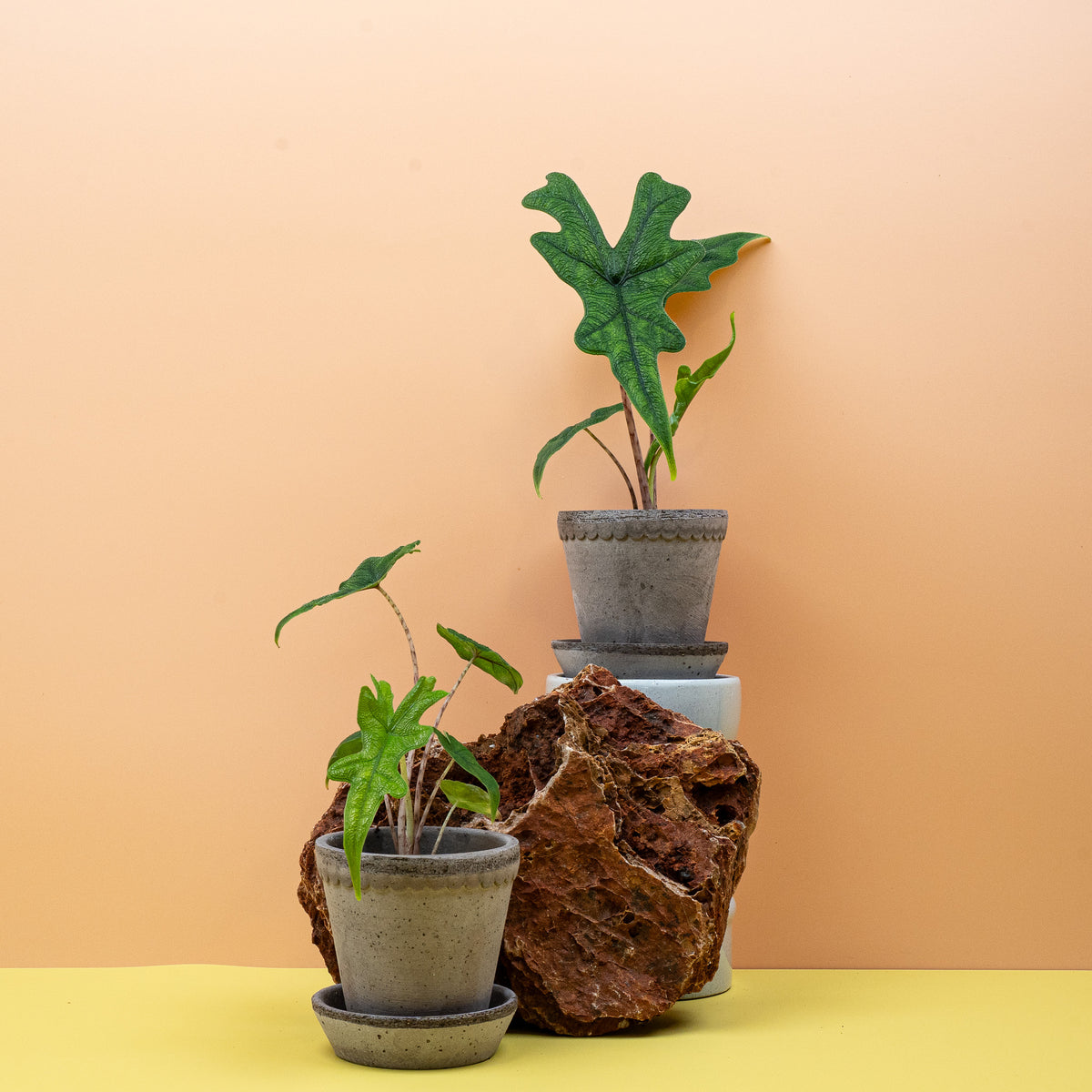 Alocasia Jacklyn, wilde tropische Struktur