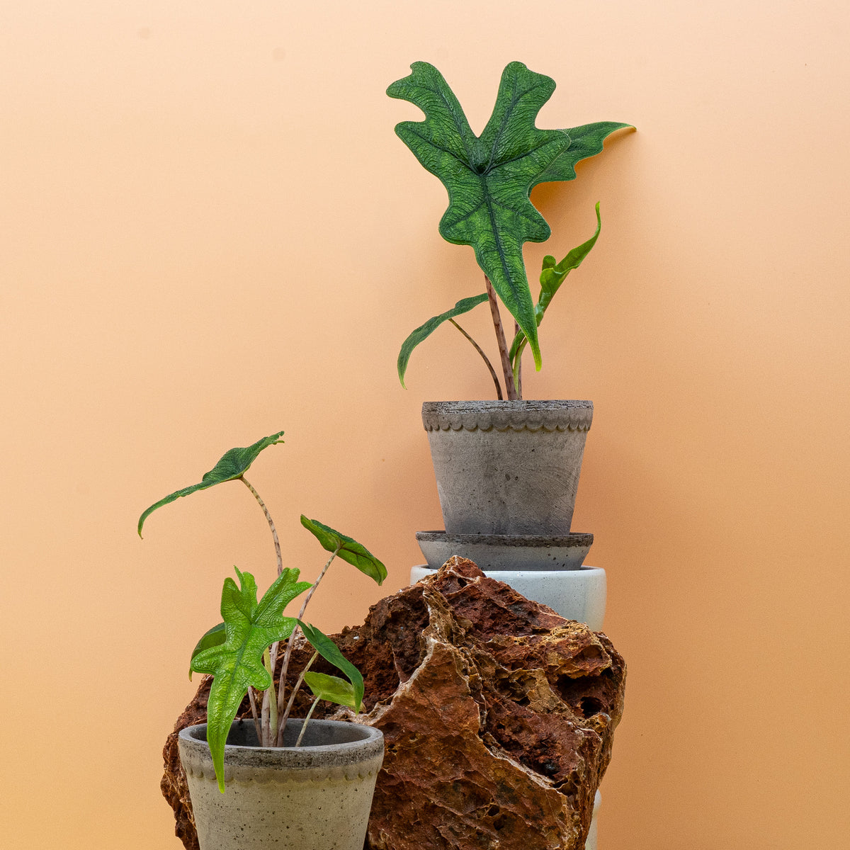 Alocasia Jacklyn – exotische Silhouette
