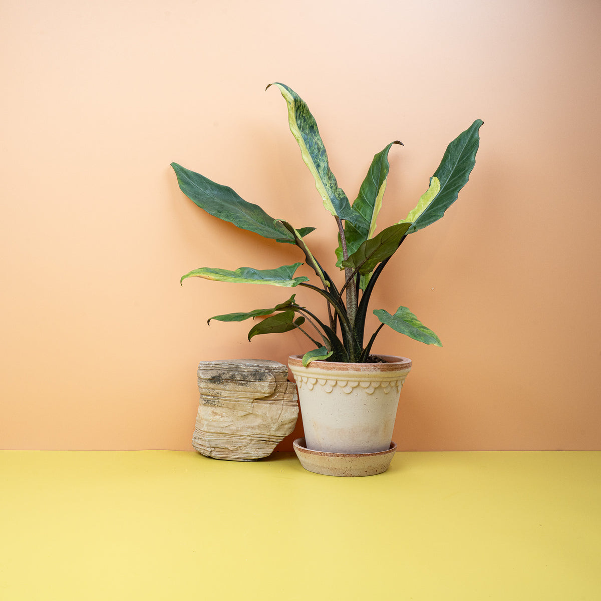 Alocasia Lauterbachiana Variegata Aurea mit gewellten Blatträndern