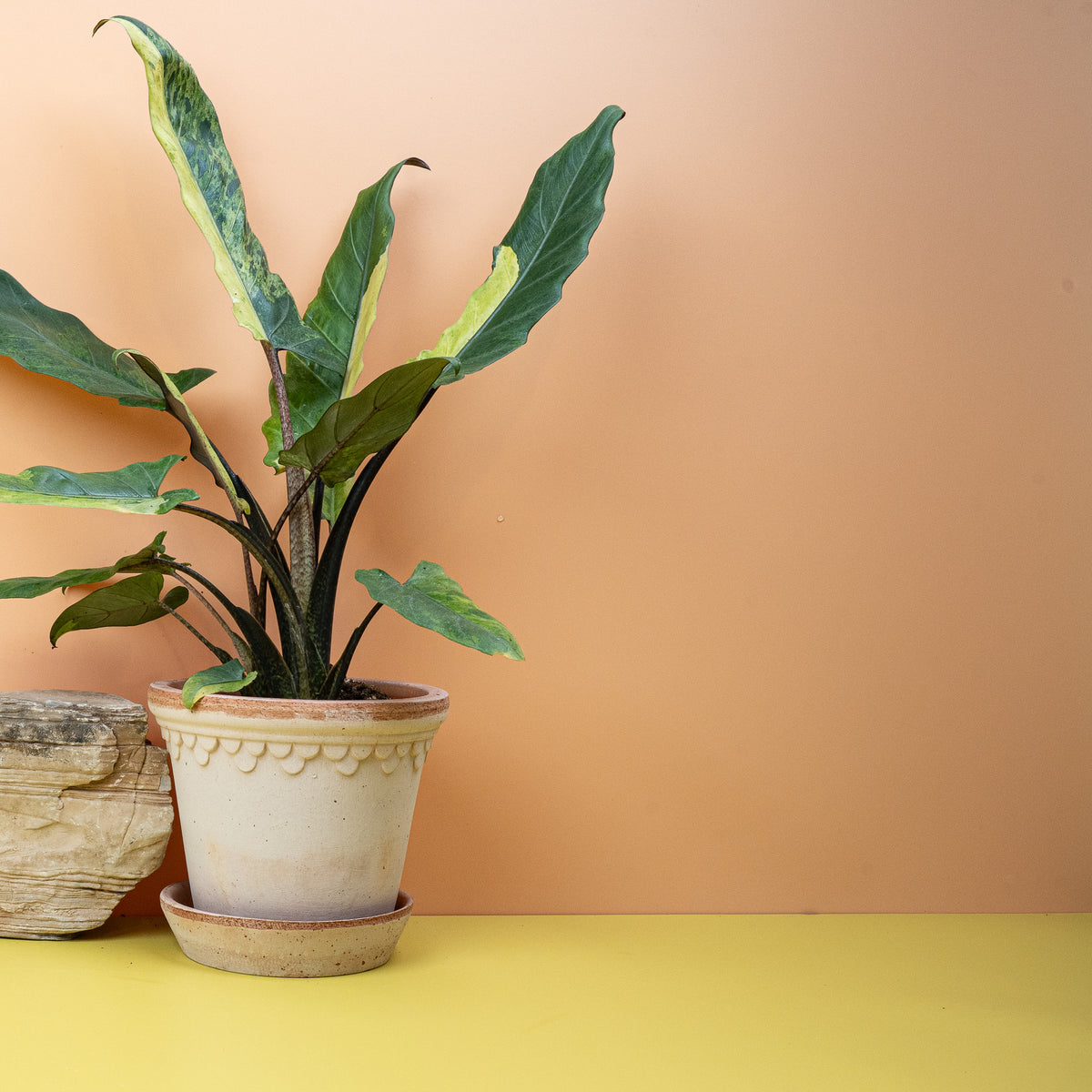 Alocasia Lauterbachiana Variegata Aurea, schmale lange Blätter