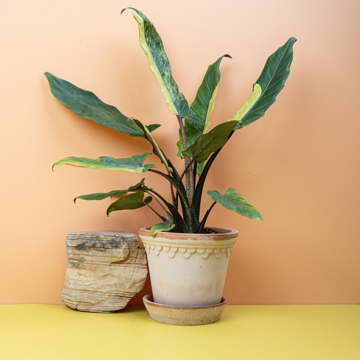 Alocasia Lauterbachiana Variegata Aurea, goldene Panaschierung – potflourri