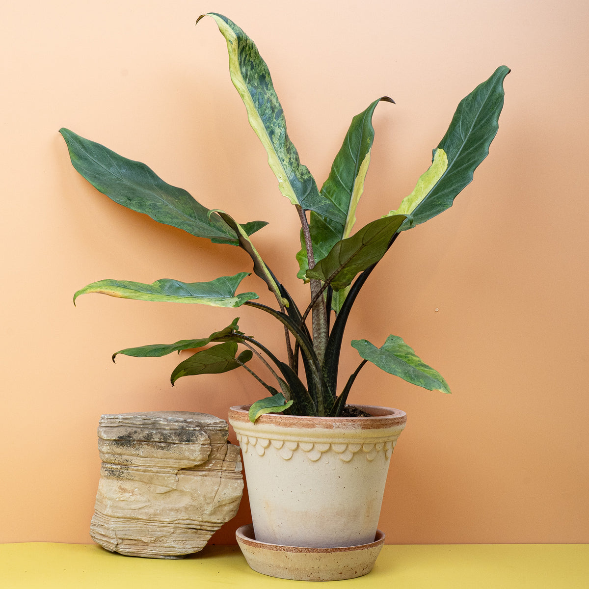 Alocasia Lauterbachiana Variegata Aurea, aufrechte Wuchsform