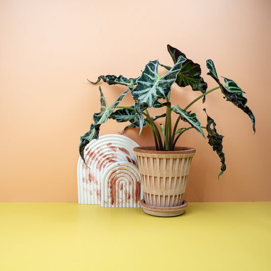 Alocasia Loco, stark gewellte Blätter – potflourri