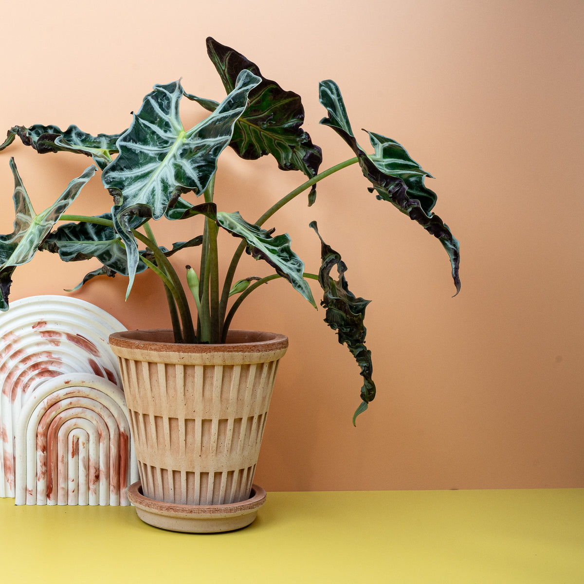 Alocasia Loco, verdreht wirkende Blattform