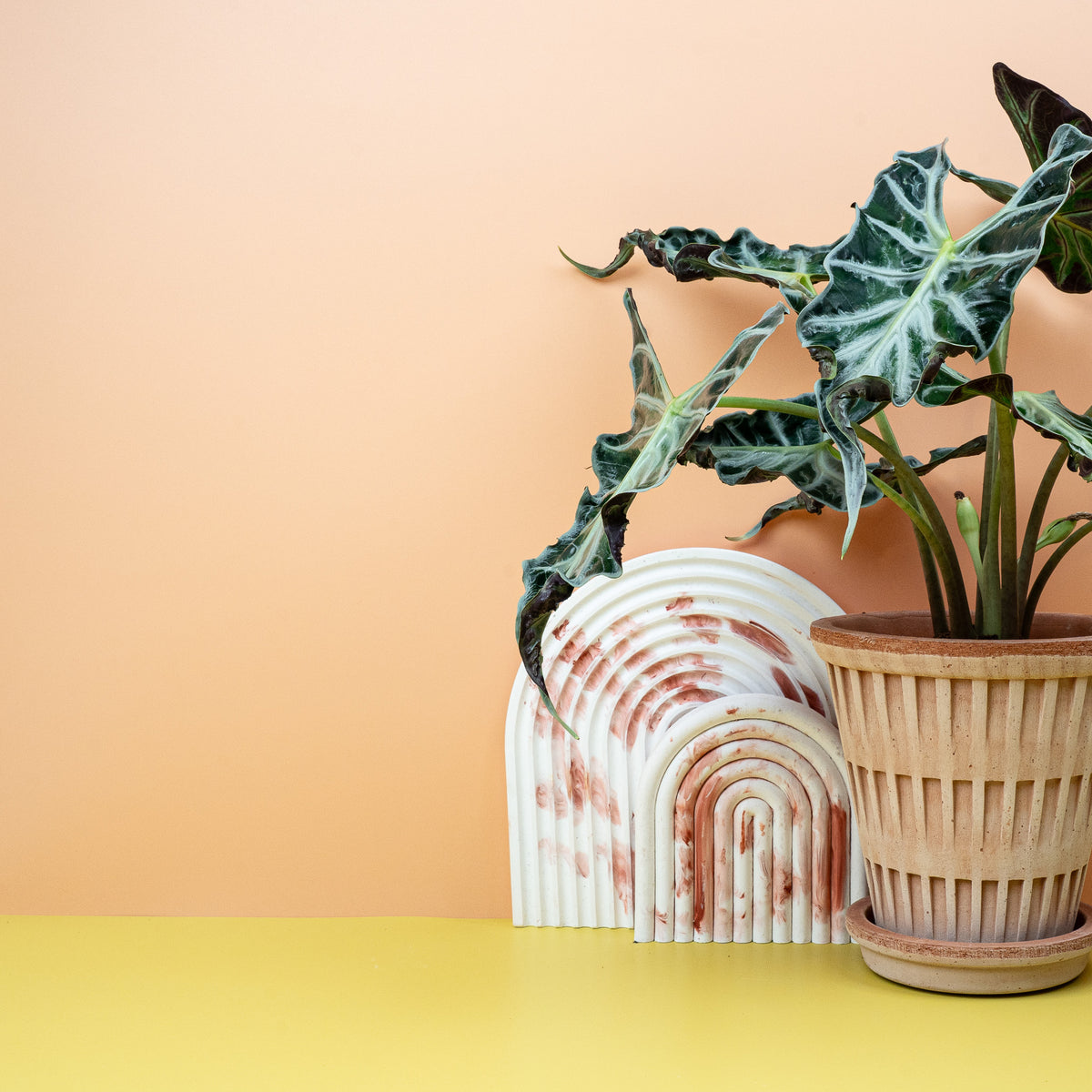 Alocasia Loco mit markanten Blattadern
