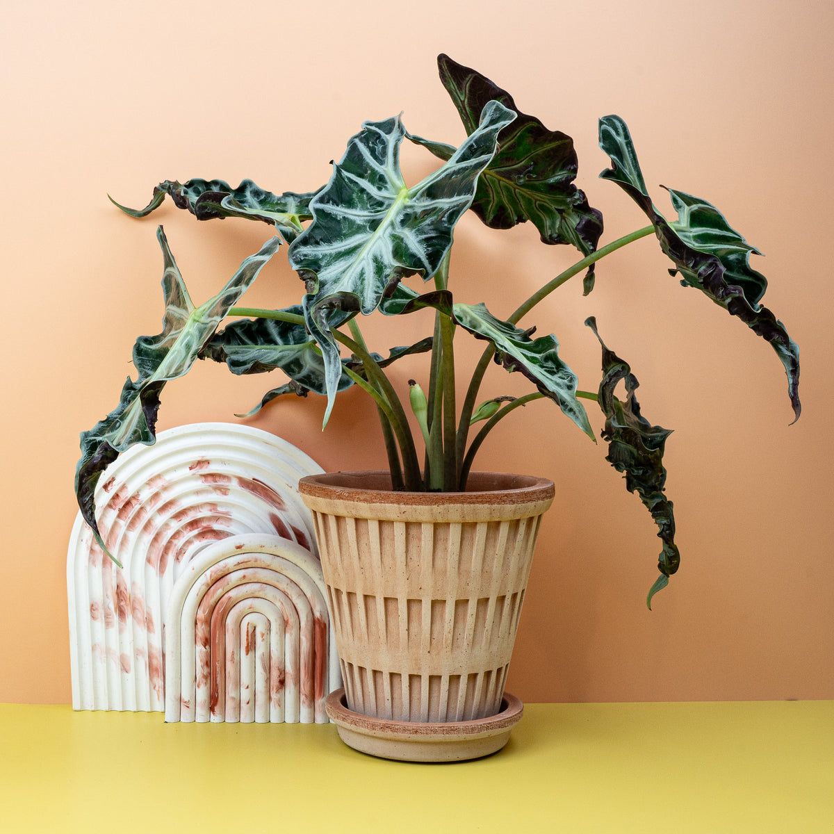 Alocasia Loco, kompakter Wuchs