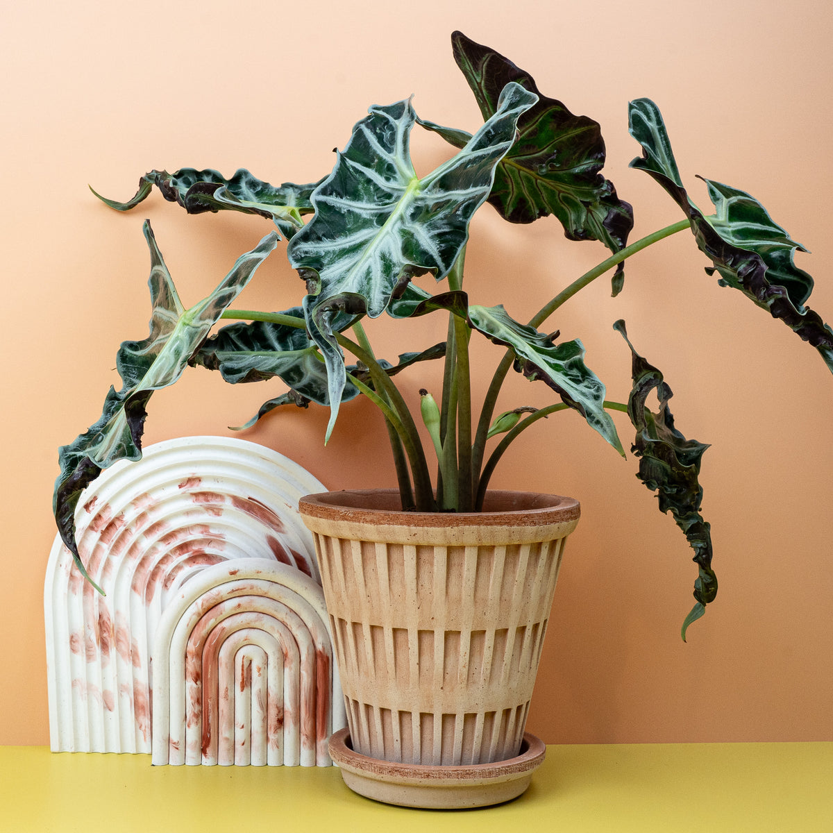 Alocasia Loco im Topf