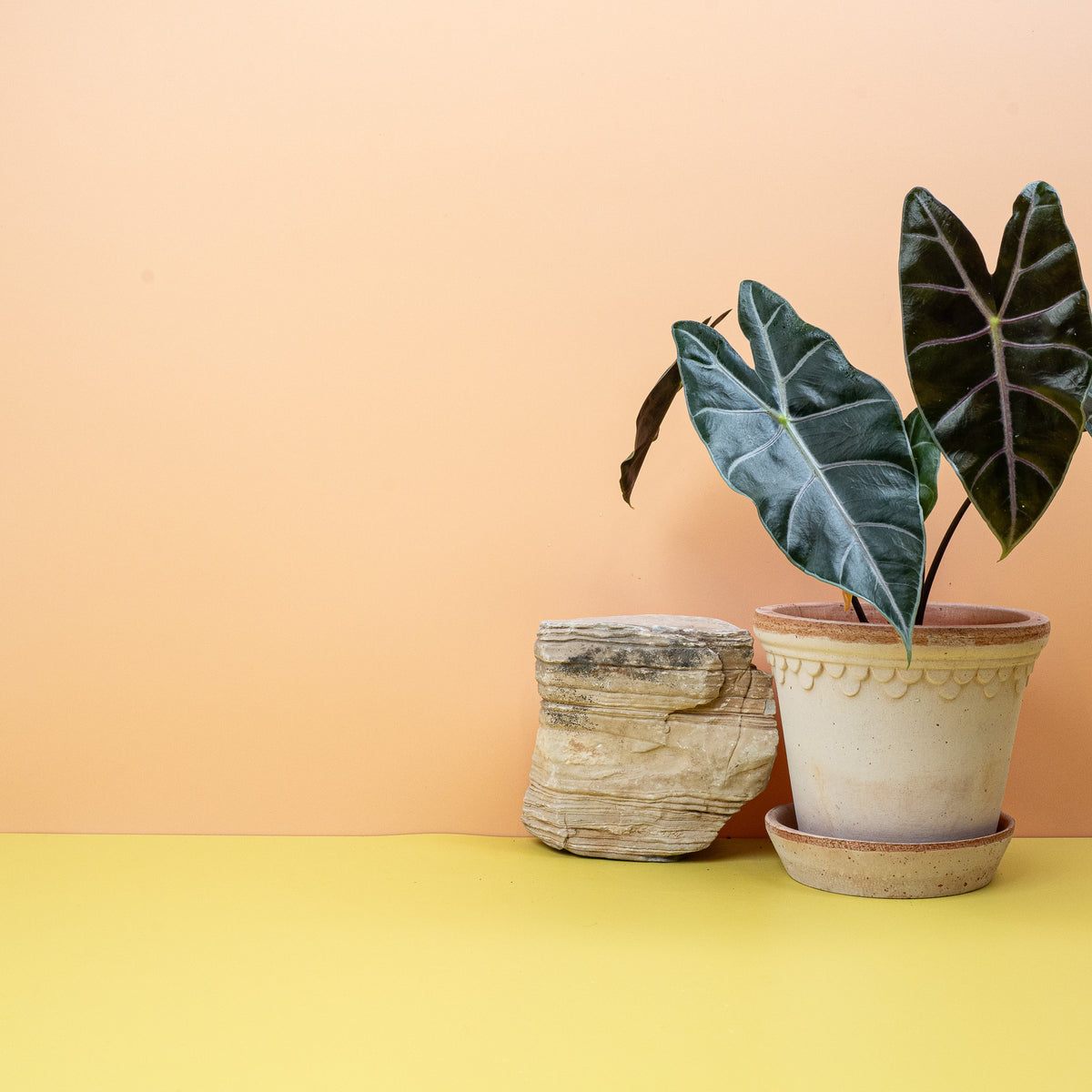 Schlanke, aufrechte Wuchsform der Alocasia Longiloba