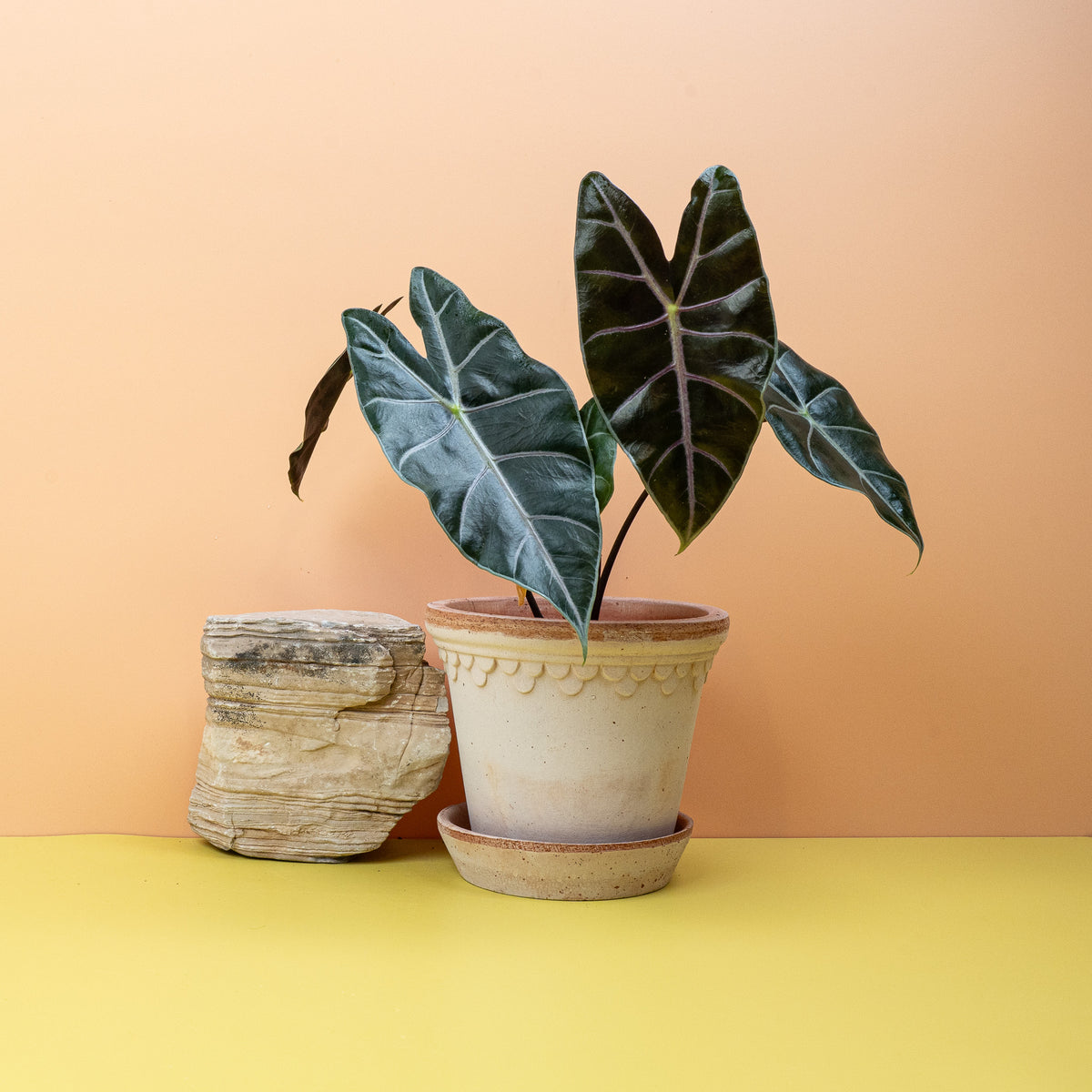 Alocasia Longiloba mit länglichen Blättern und hellen Adern – potflourri