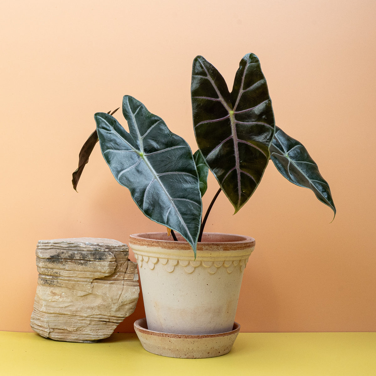 Alocasia Longiloba als elegante Strukturpflanze für Wohnräume