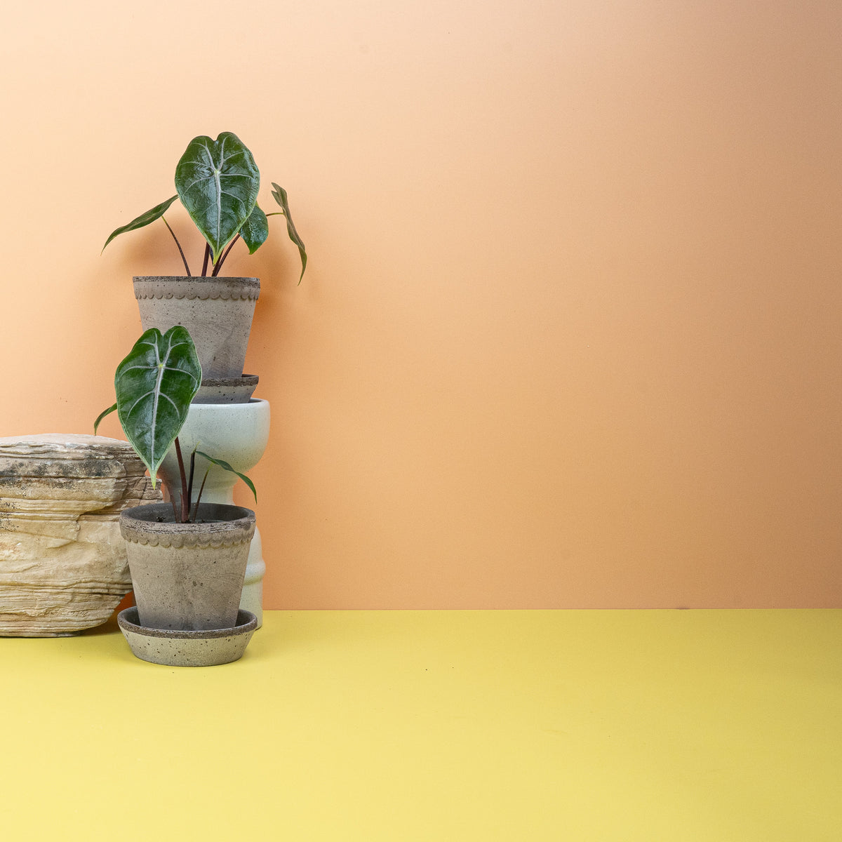 Alocasia Longiloba – Ansicht 7: Blattdetail