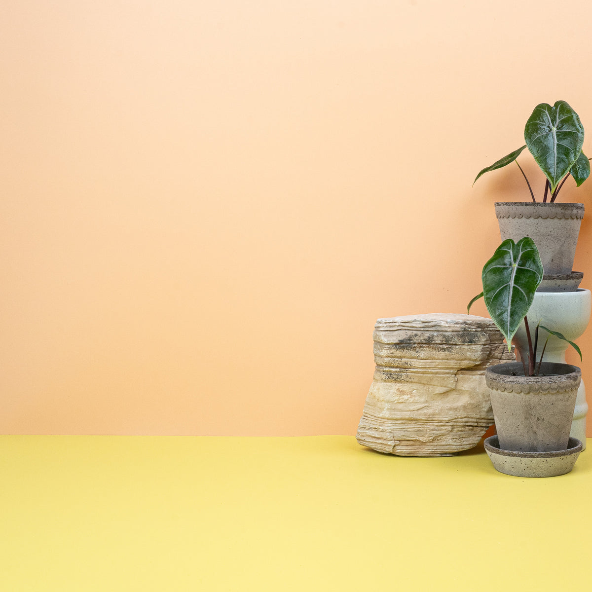Alocasia Longiloba – Ansicht 8: Wuchsform