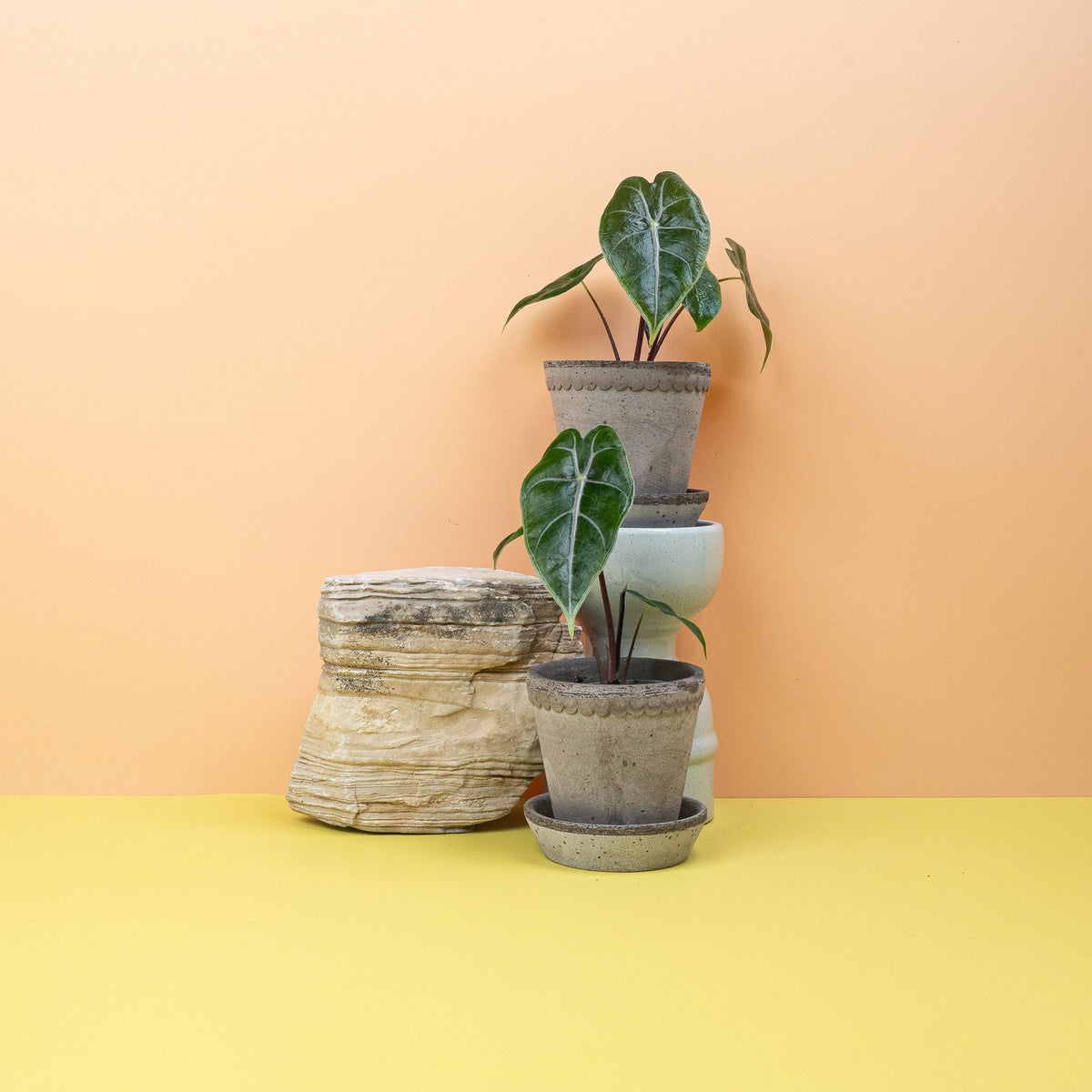 Alocasia Longiloba – Ansicht 9: Textur