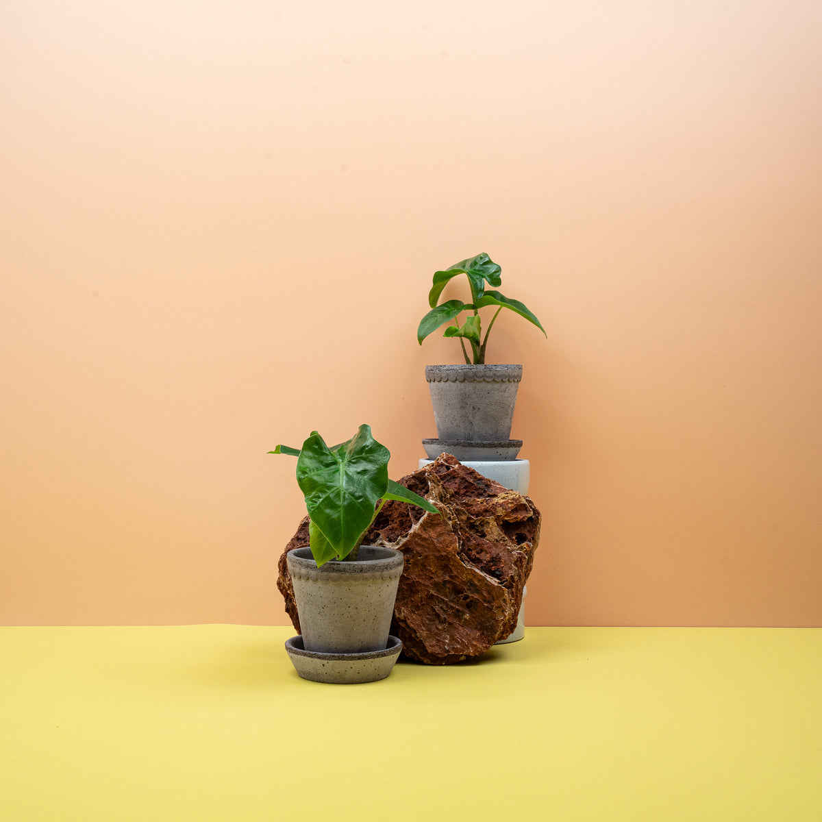 Alocasia Low Rider, dunkelgrünes Blatt mit ausgeprägten Adern