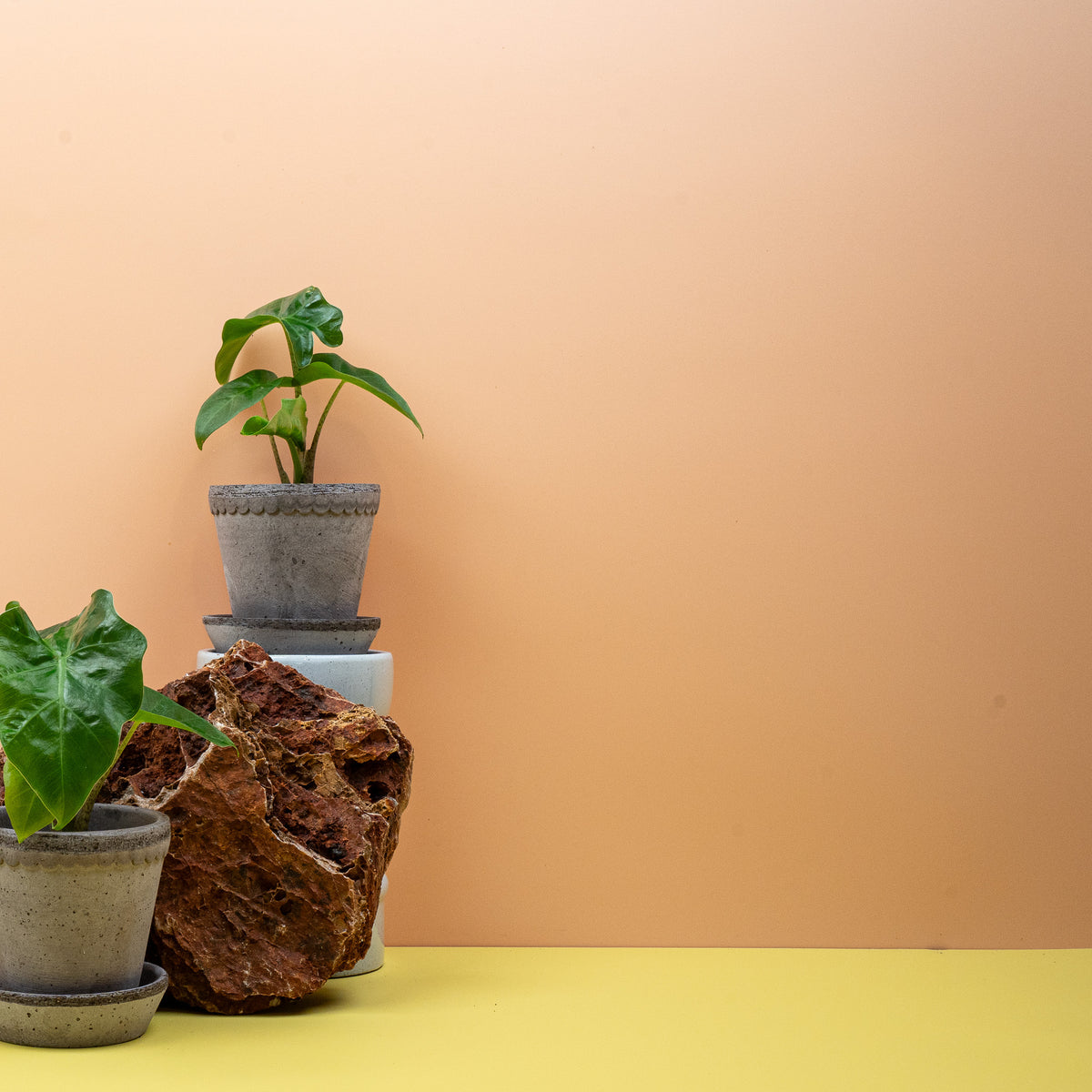 Alocasia Low Rider, dichte Blattanordnung über dem Topf
