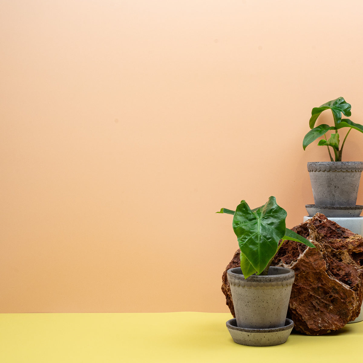 Alocasia Low Rider aus dem Sortiment von potflourri