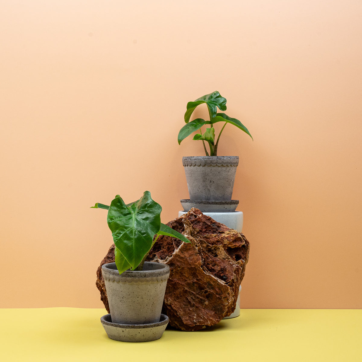 Alocasia Low Rider, gedrungene Alokasie für Regal und Sideboard
