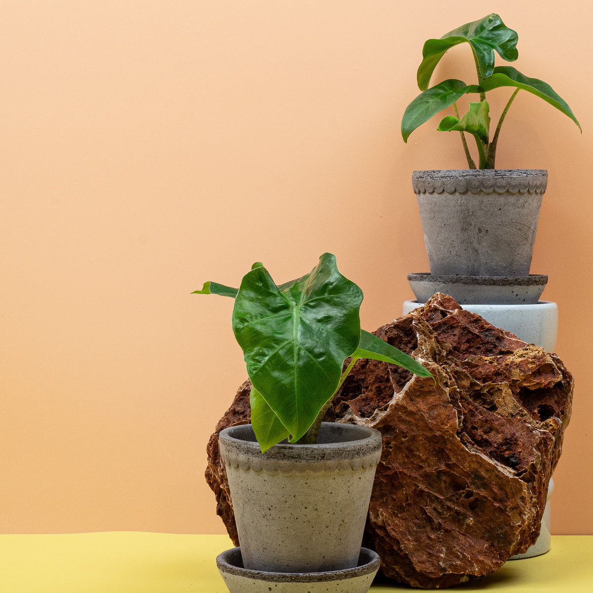 Alocasia Low Rider, kompakter Wuchs mit kurzen Blattstielen