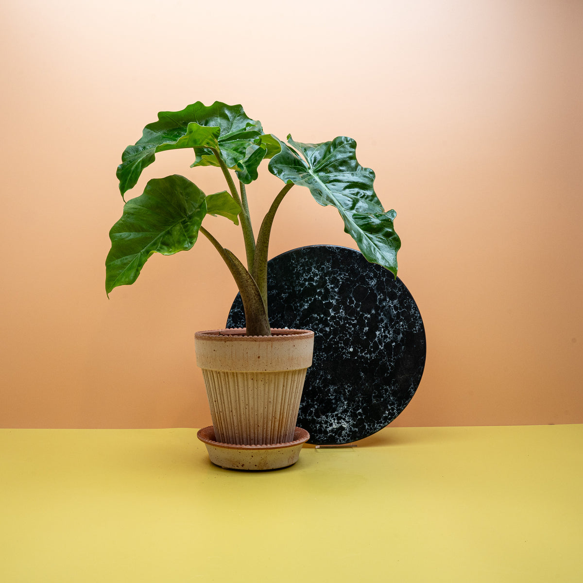Alocasia Low Rider, gedrungene Wuchsform
