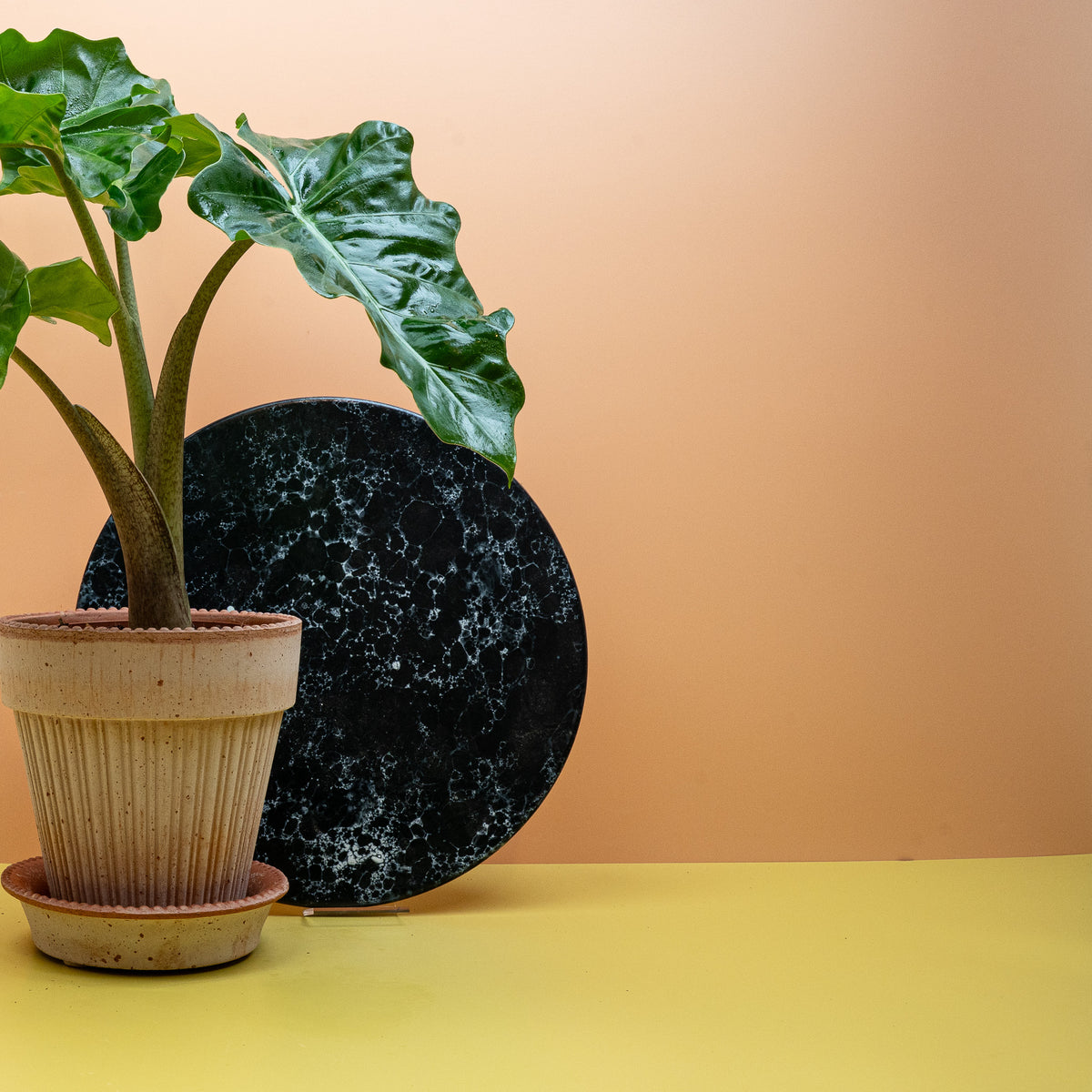 Alocasia Low Rider – markante Blattstruktur