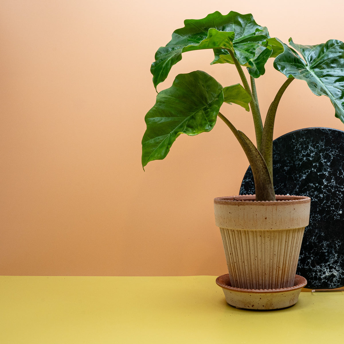 Alocasia Low Rider, dunkelgrüne Färbung