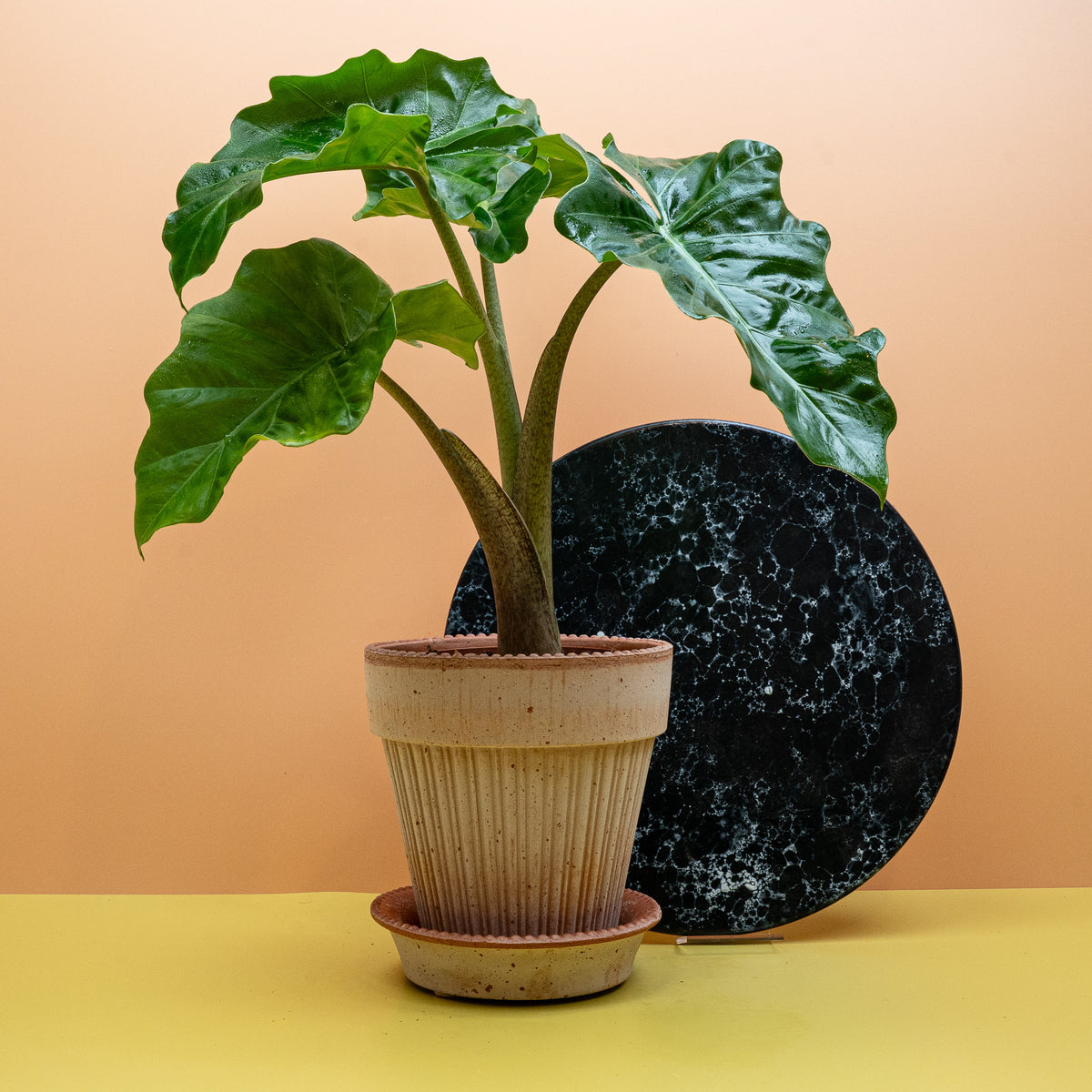 Alocasia Low Rider – kompakte Alokasie mit dunklen Blättern – potflourri
