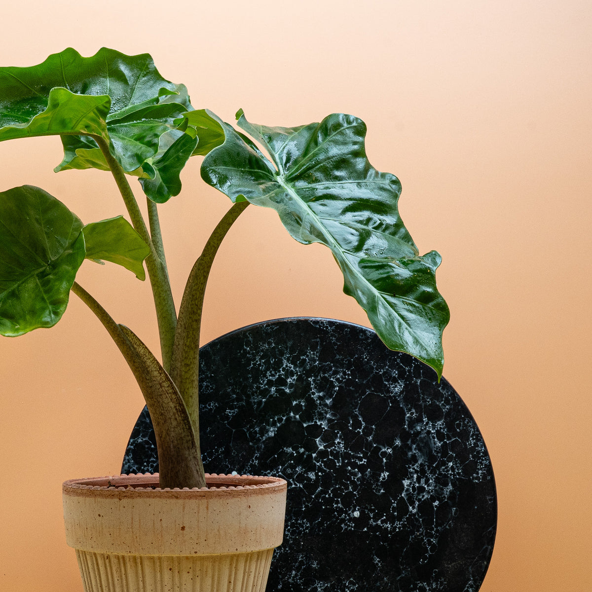 Alocasia Low Rider – moderne Ausstrahlung