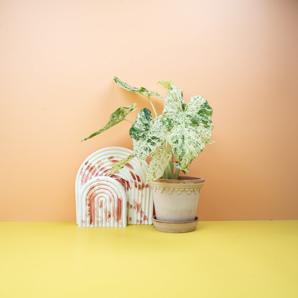 Alocasia Macrorrhiza Splash, marmorierte Splash-Variegation