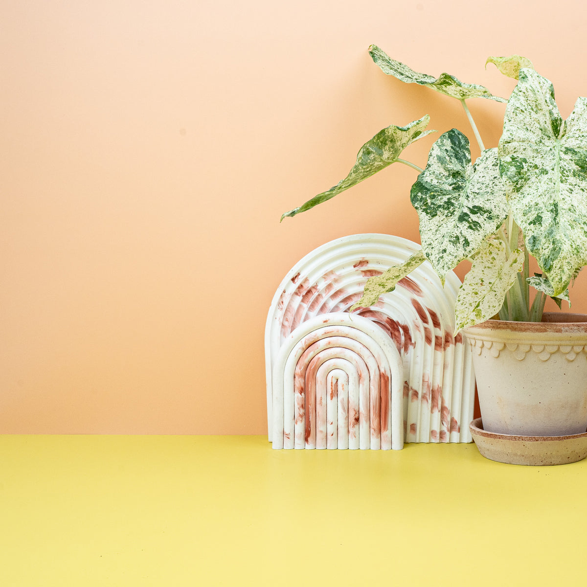Alocasia Macrorrhiza Splash, hellgrüne und cremefarbene Sprenkel