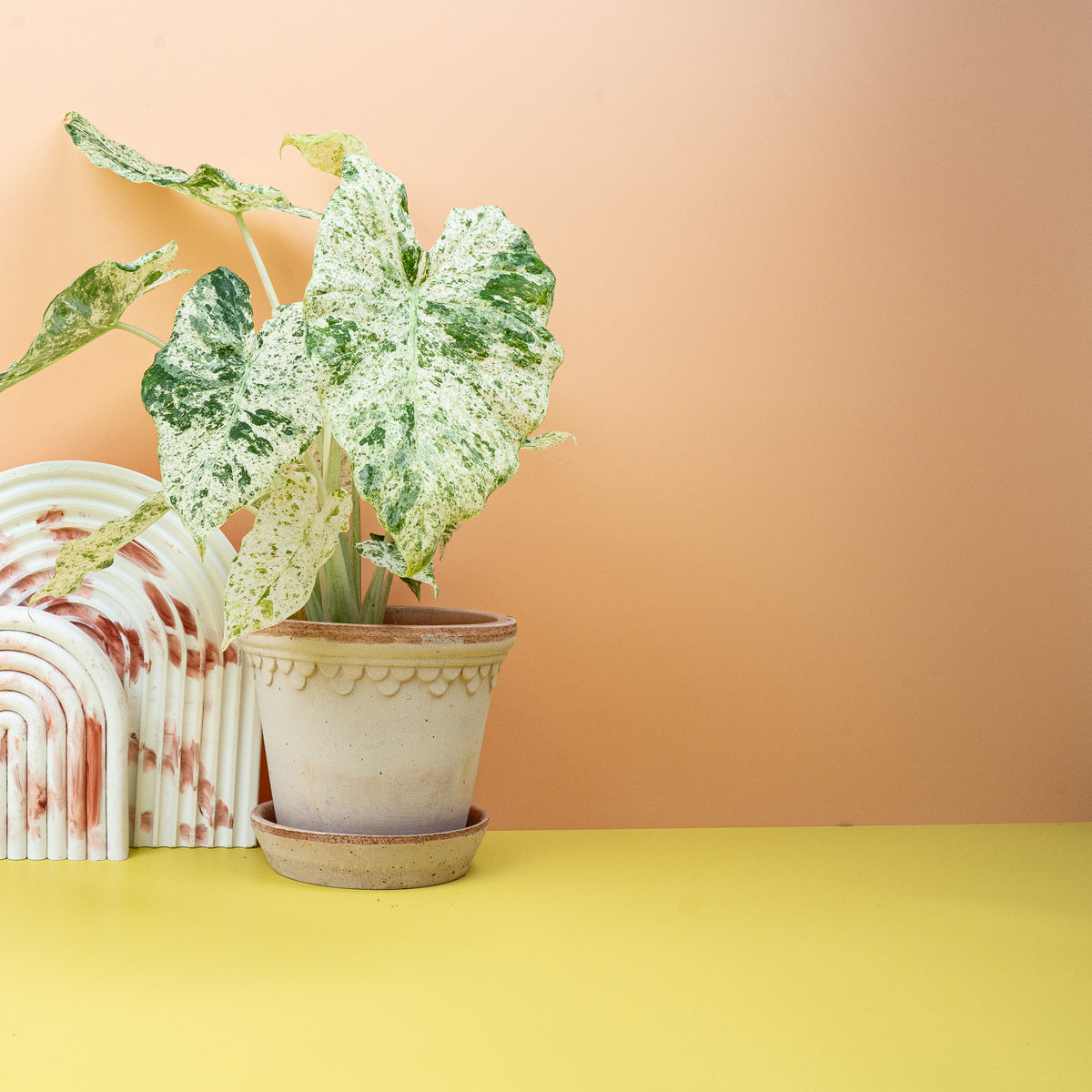 Alocasia Macrorrhiza Splash, monumentale Wuchsform