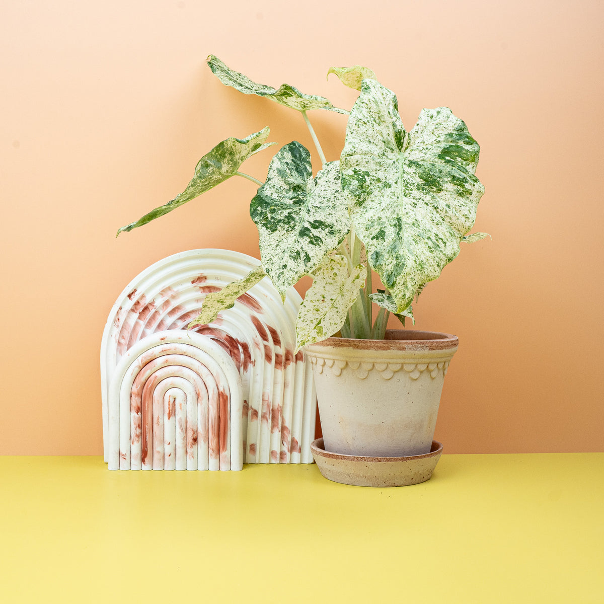 Alocasia Macrorrhiza Splash – Zimmerpflanze mit riesigen Blättern – potflourri