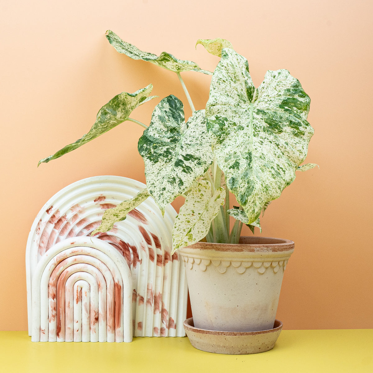 Alocasia Macrorrhiza Splash – großes Blatt mit heller Sprenkelung