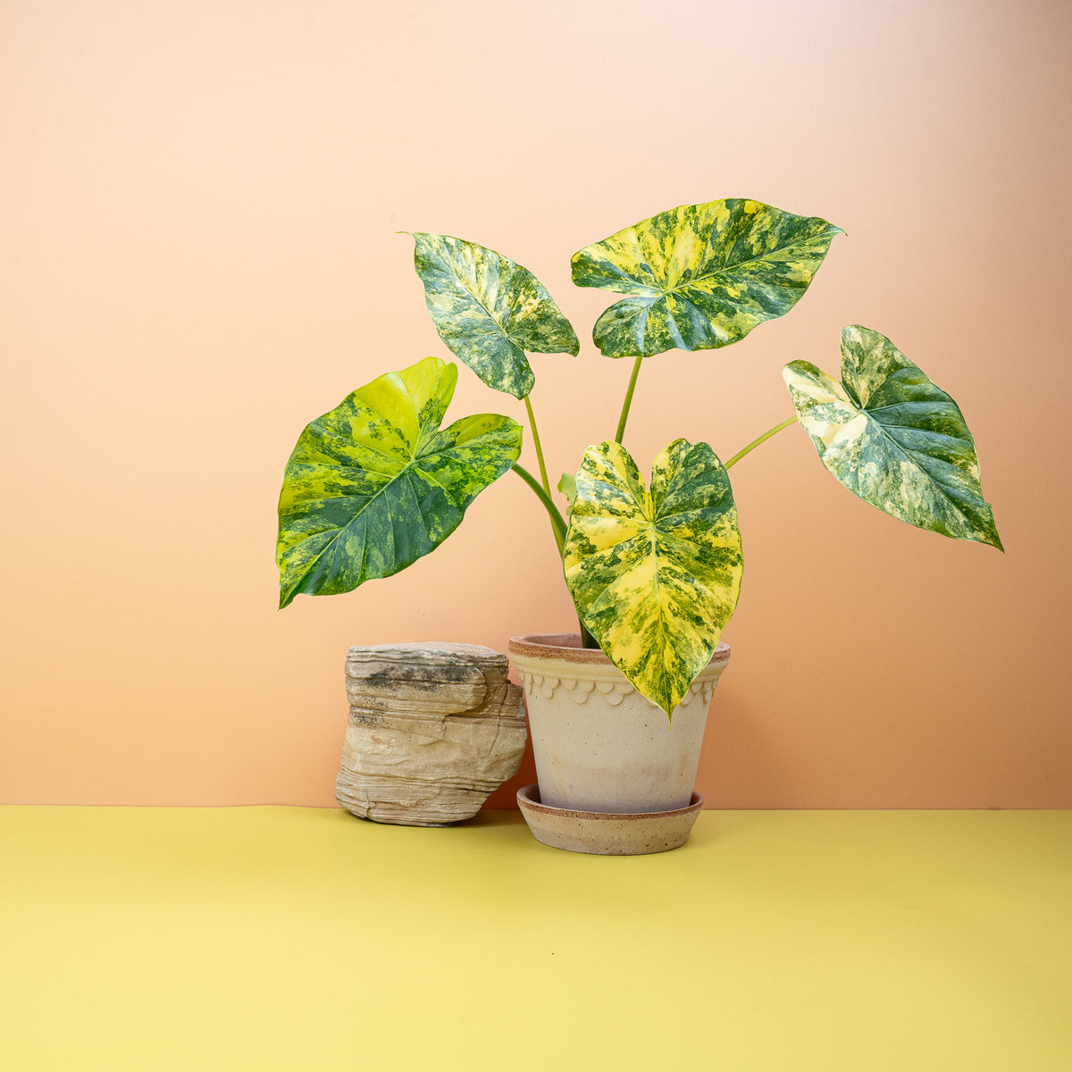 Alocasia Macrorrhiza Variegata Aurea, monumentale Tropenblätter