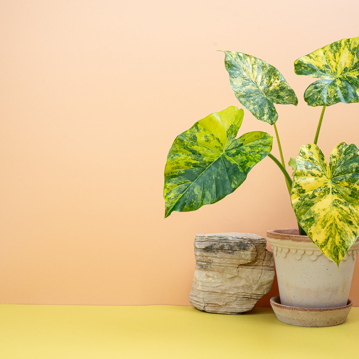 Alocasia Macrorrhiza Variegata Aurea, kräftige Blattstruktur