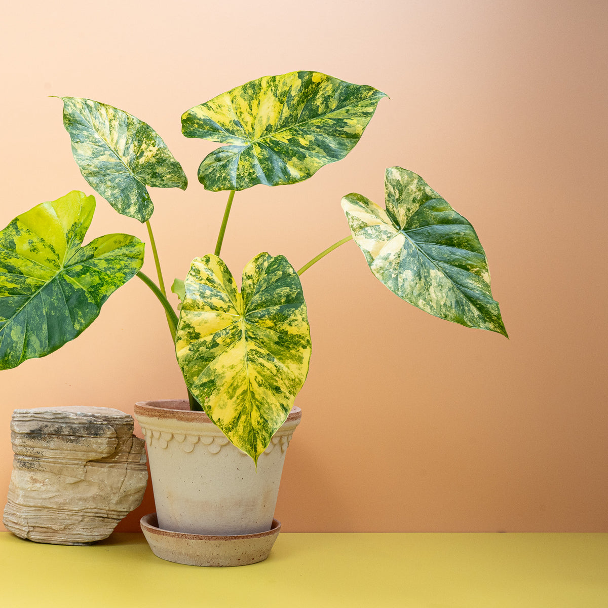 Alocasia Macrorrhiza Variegata Aurea mit limefarbenen Sprenkeln