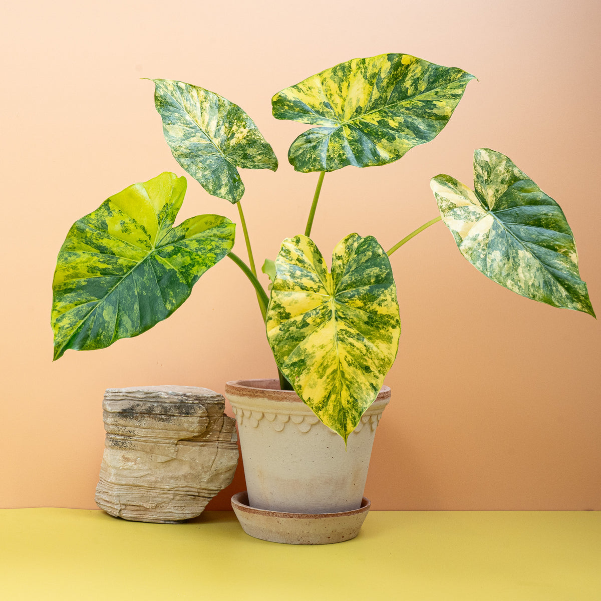 Alocasia Macrorrhiza Variegata Aurea, goldgelbe Panaschierung – potflourri