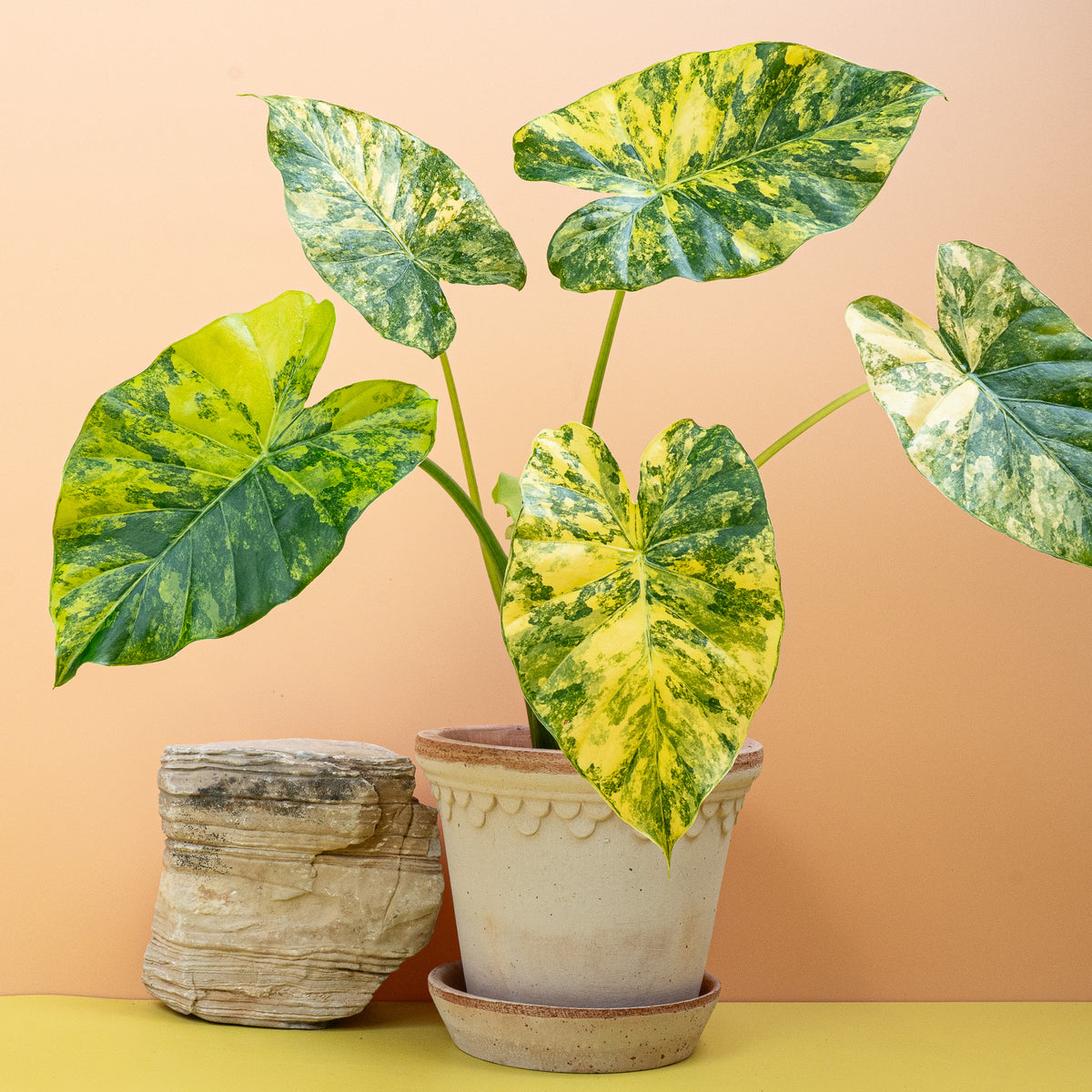 Alocasia Macrorrhiza Variegata Aurea, individuelles Blattmuster