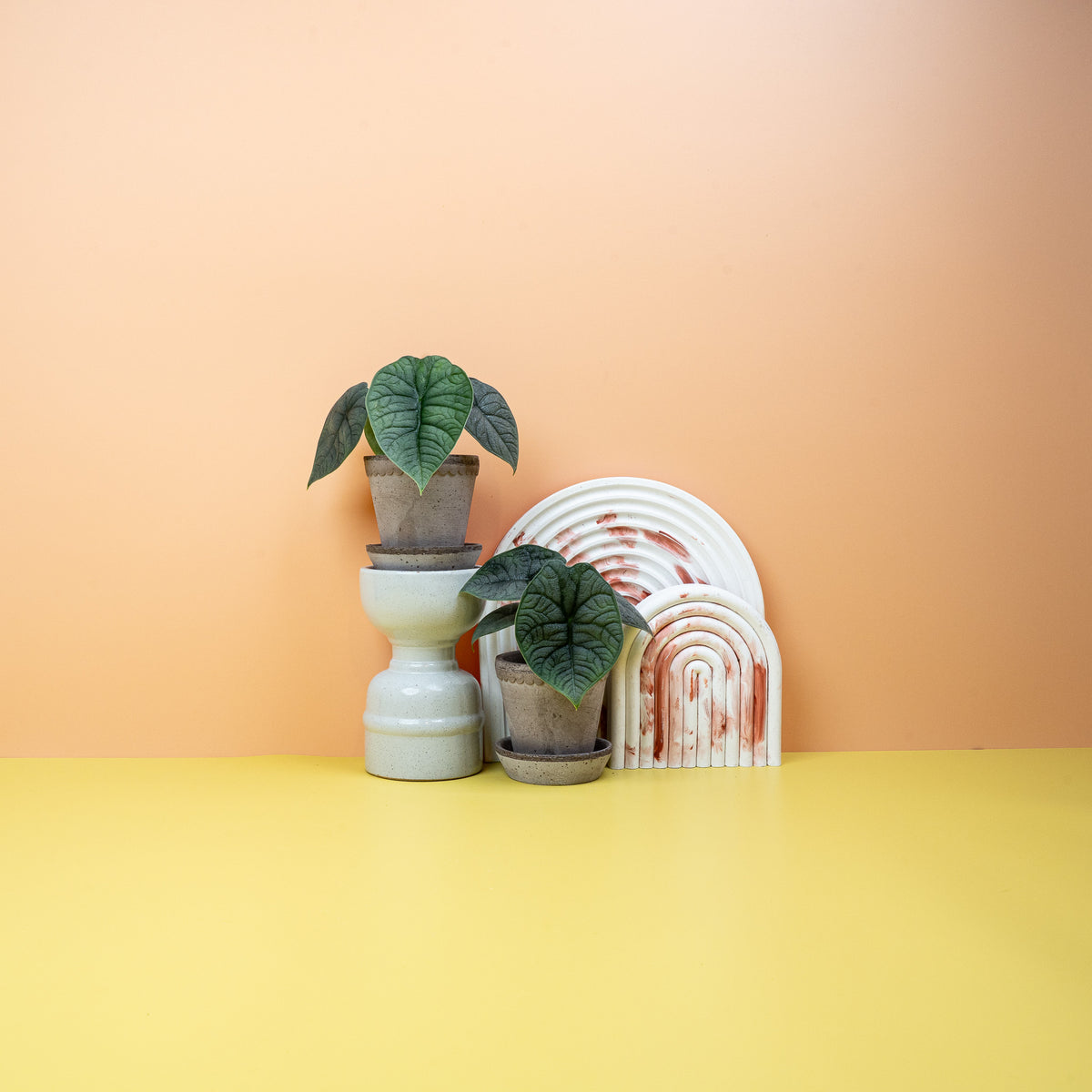Alocasia Melo – steinartig geprägtes, graugrünes Blatt
