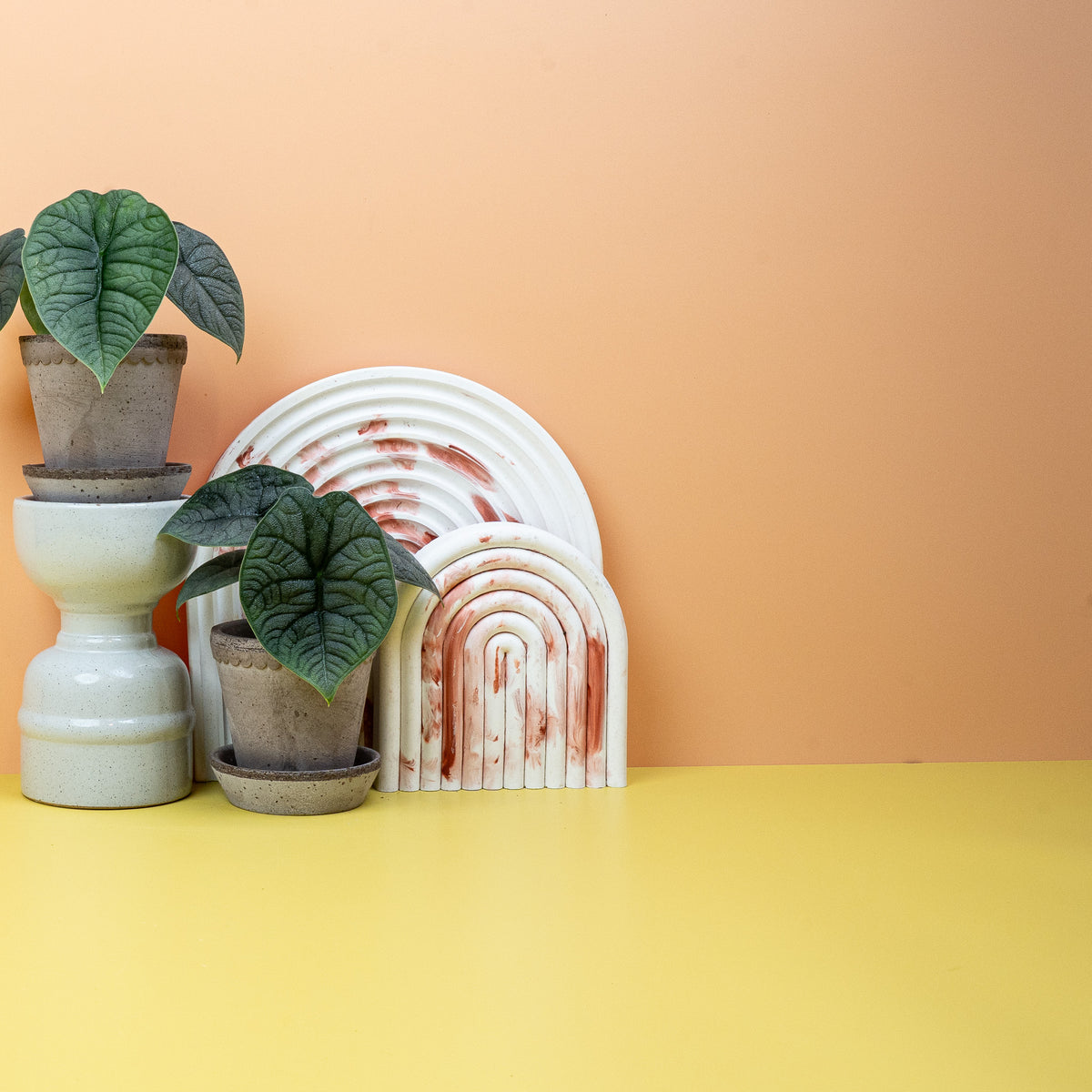 Alocasia Melo, dickes Strukturblatt mit rauer Oberfläche