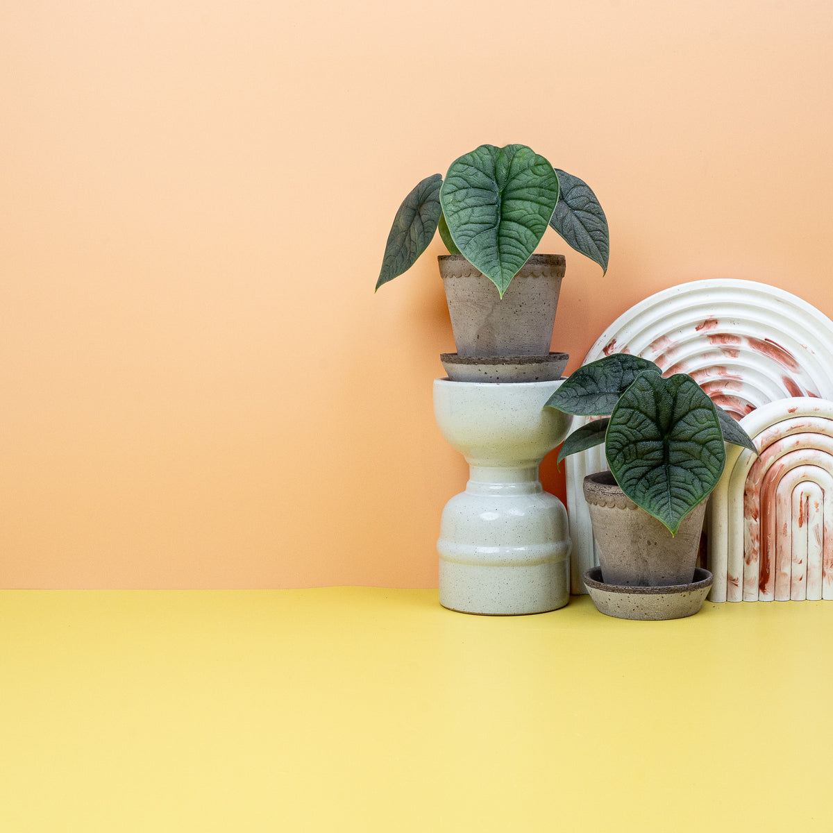 Alocasia Melo – kompakter Wuchs im Kulturtopf