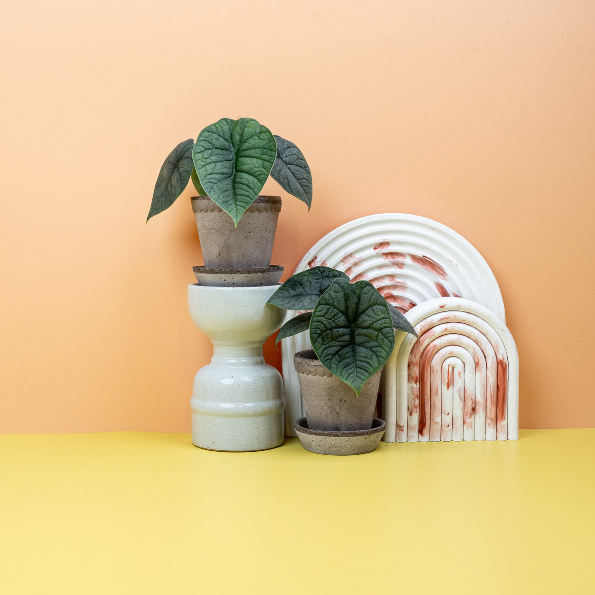 Alocasia Melo, blaugrüne Blattfarbe