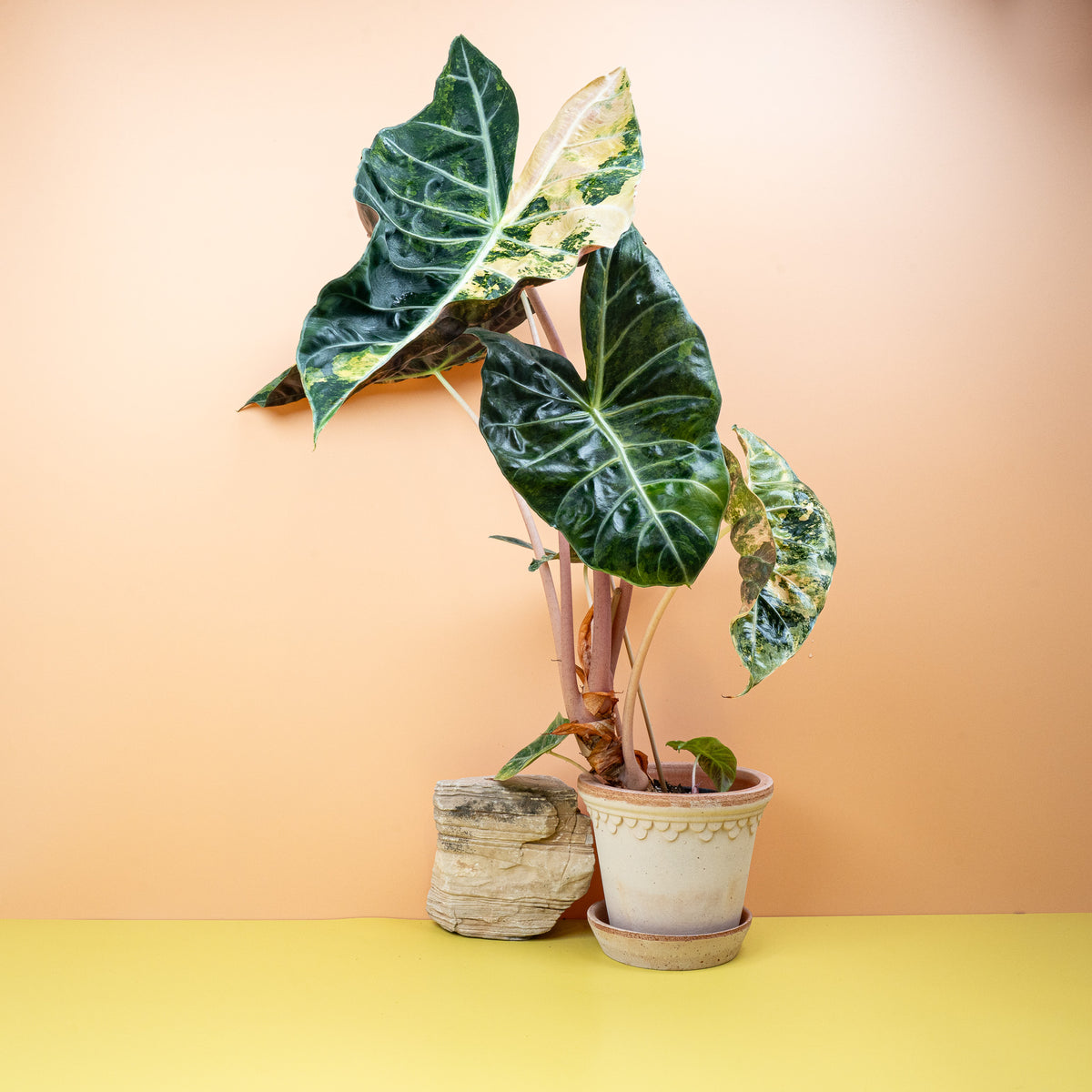 Alocasia Nairobi Nights Variegata, dunkle Blätter mit heller Variegation – potflourri