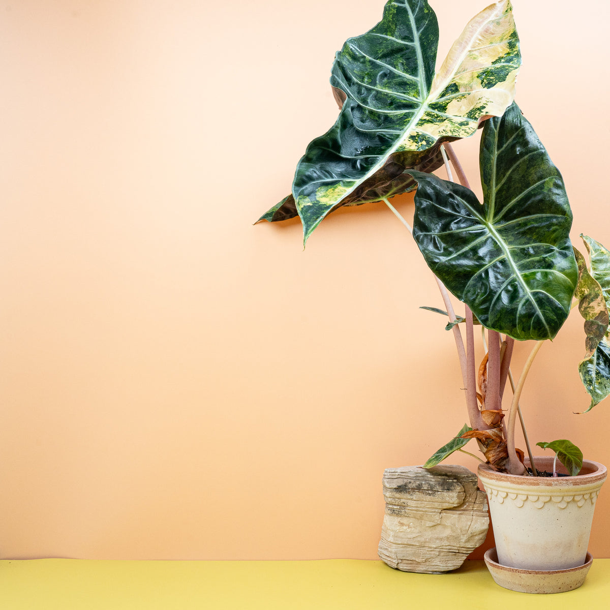 Alocasia Nairobi Nights Variegata, kontrastreiche Musterung