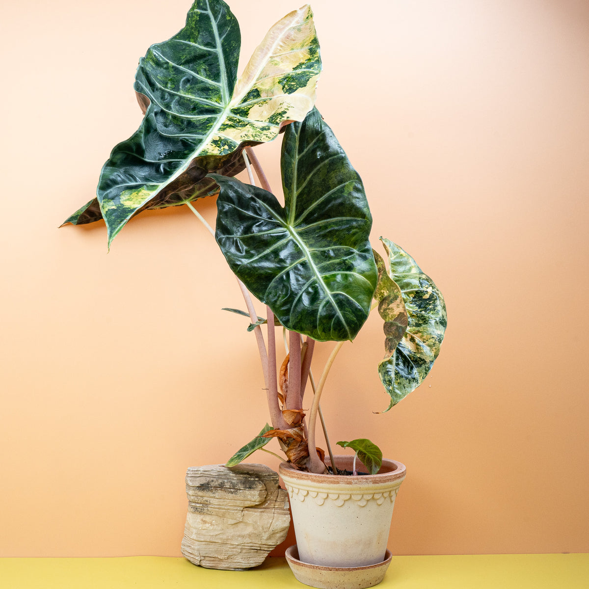 Alocasia Nairobi Nights Variegata, elegante Blattform