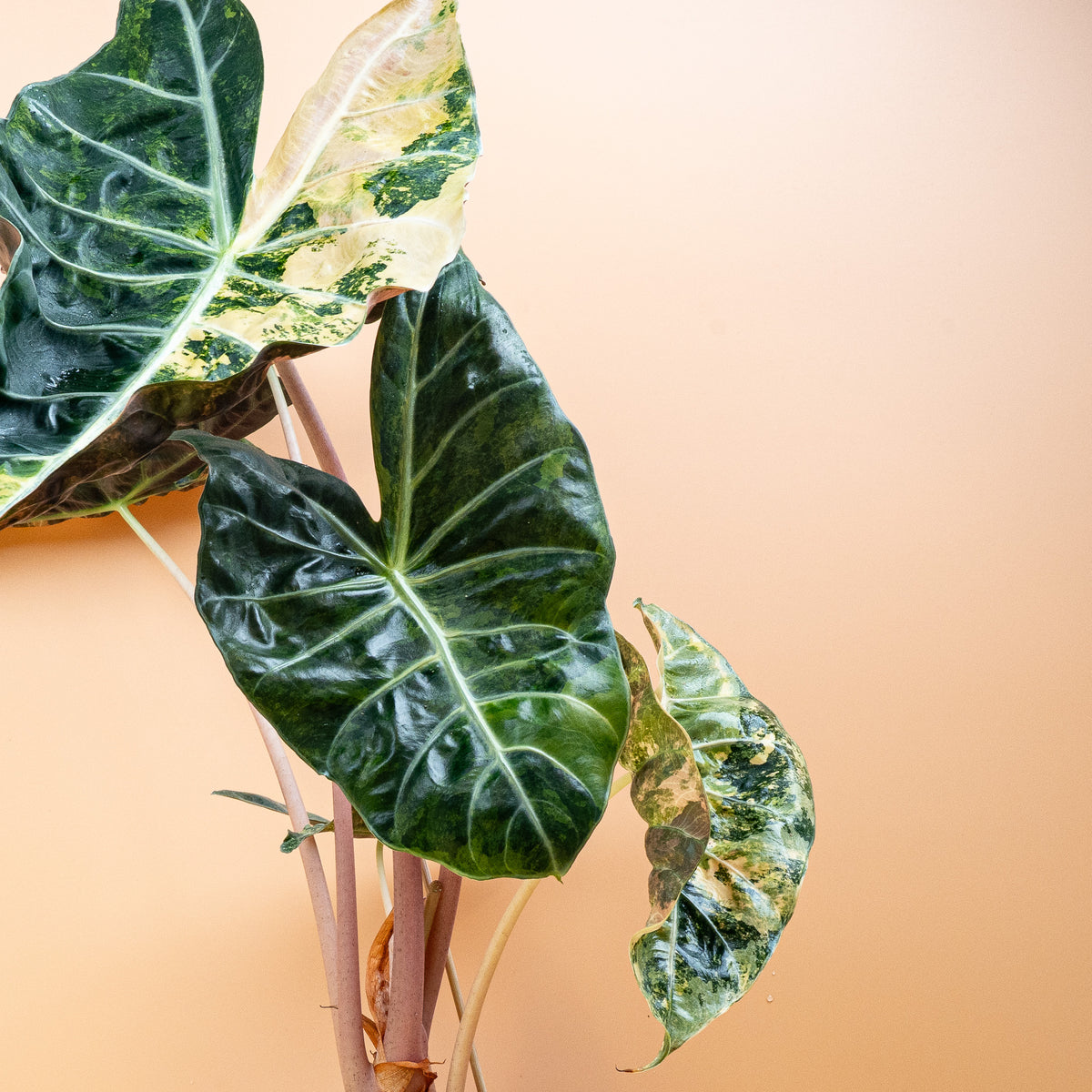 Alocasia Nairobi Nights Variegata, Blattdetail in Nahaufnahme