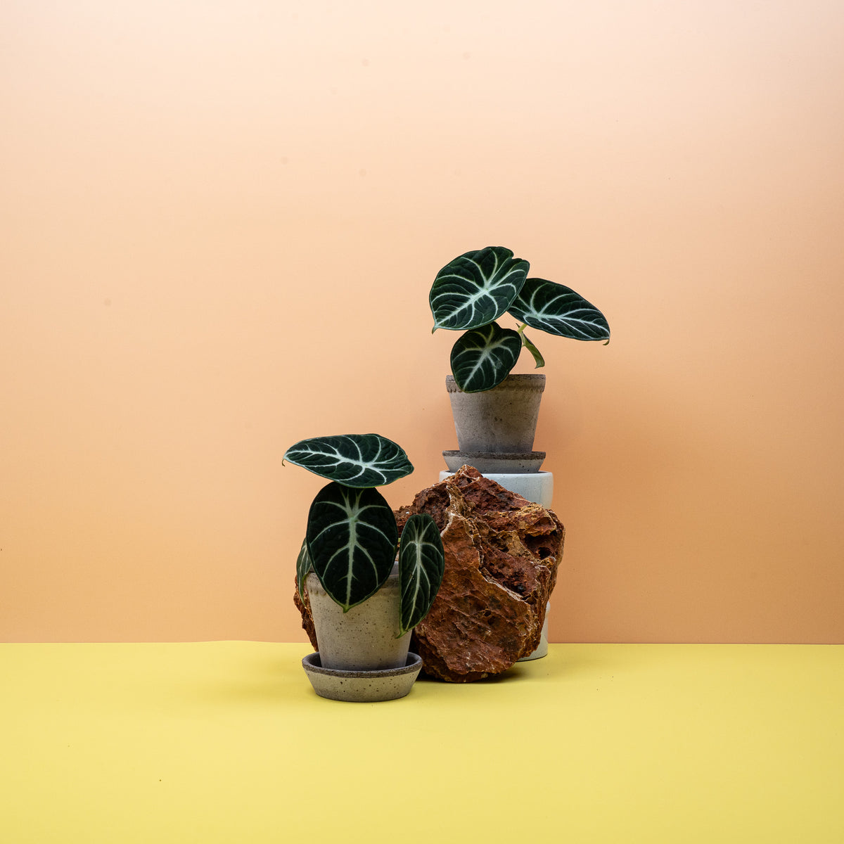 Alocasia Ninja, fast schwarzgrüne Blattfarbe